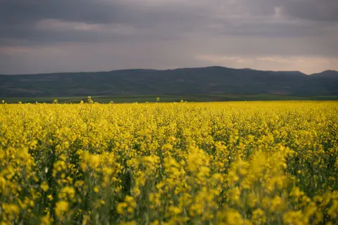 시골 들판 4K 배경화면 · nature · 3840×2560