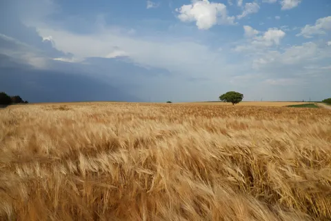 Ländliches Feld 4K Hintergrundbild · nature · 3840×2560