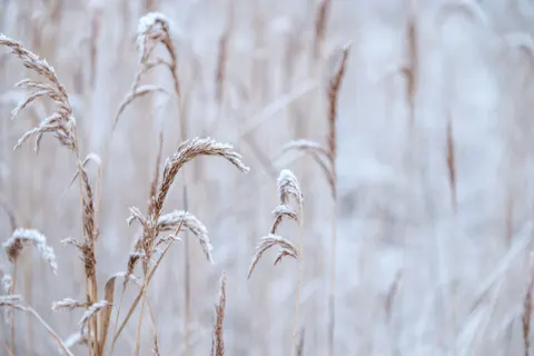 Snow Field 4K Wallpaper · minimal · 3840×2560