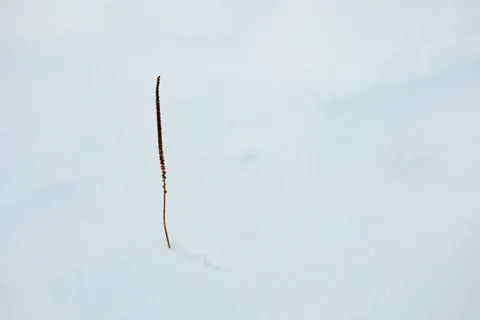 Snow Field 4K Wallpaper · minimal · 3840×2560