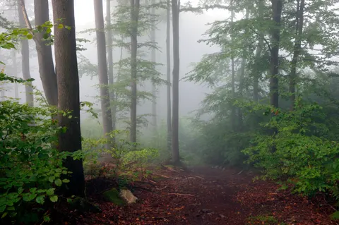 Foggy Forest 4K Wallpaper · nature · 3840×2554