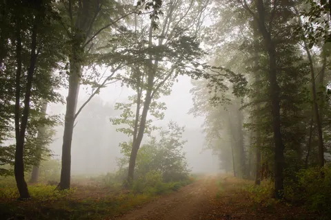 Foggy Forest 4K Wallpaper · nature · 3840×2561