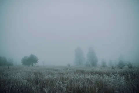 안개 낀 숲 4K 배경화면 · minimal · 3840×2560