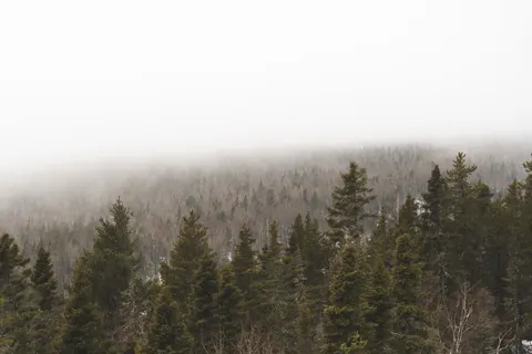 Sisli Koru 4K Duvar Kağıdı · minimal · 3840×2560