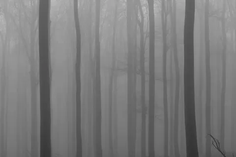 والپیپر جنگل مه‌گرفته با کیفیت 4K · minimal · 3840×2560