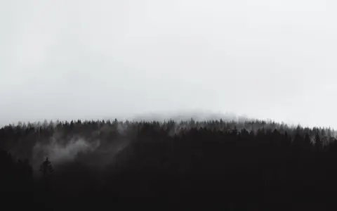 안개 낀 숲 4K 배경화면 · minimal · 3840×2400