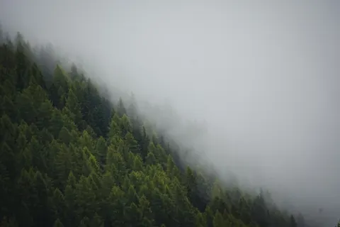 Sisli Koru 4K Duvar Kağıdı · minimal · 3840×2560
