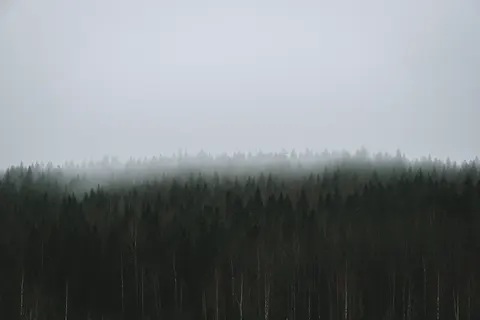 والپیپر جنگل مه‌گرفته با کیفیت 4K · minimal · 3840×2560