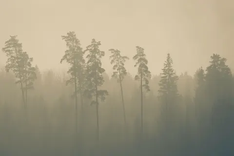 والپیپر جنگل مه‌گرفته با کیفیت 4K · minimal · 3840×2560