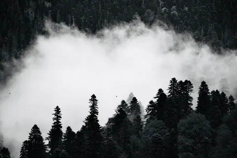 والپیپر جنگل مه‌گرفته با کیفیت 4K · minimal · 3840×2560