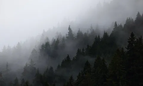 Misty Woods 4K Wallpaper · minimal · 3840×2309
