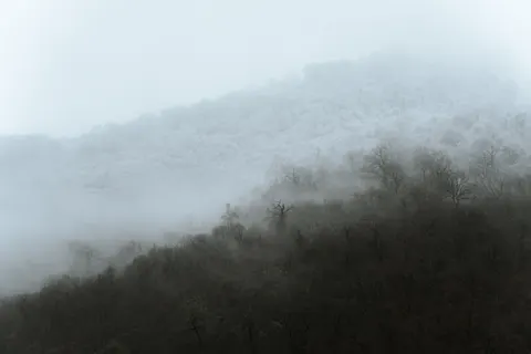 안개 낀 숲 4K 배경화면 · minimal · 3840×2560