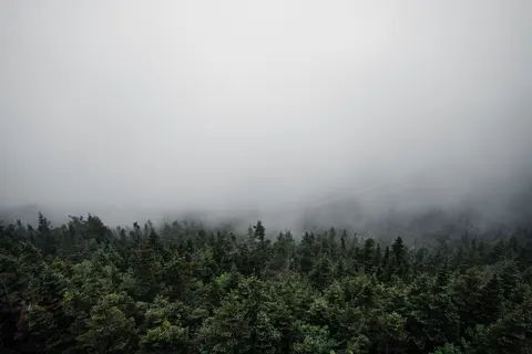 안개 낀 숲 4K 배경화면 · minimal · 3840×2560