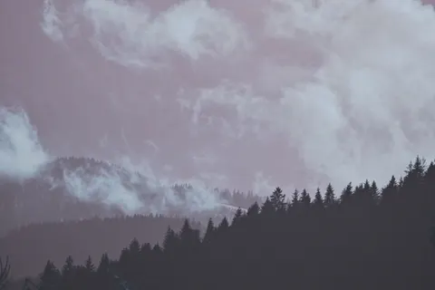 धुंध भरा जंगल 4K वॉलपेपर · minimal · 3840×2560