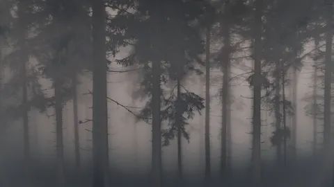 والپیپر جنگل مه‌گرفته با کیفیت 4K · minimal · 3840×2160