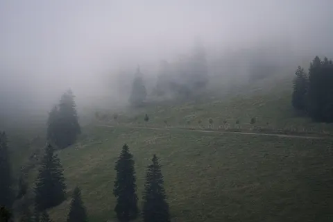 والپیپر جنگل مه‌گرفته با کیفیت 4K · minimal · 3840×2561