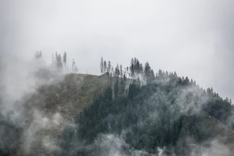 والپیپر جنگل مه‌گرفته با کیفیت 4K · minimal · 3840×2560