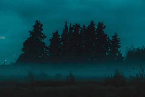 والپیپر جنگل مه‌گرفته با کیفیت 4K · minimal · 3840×2560