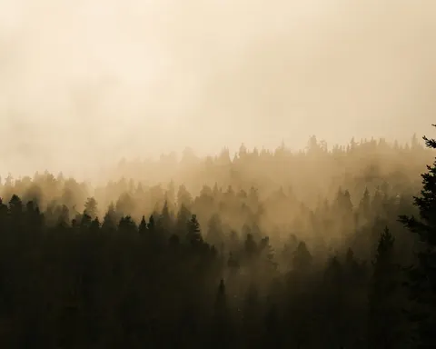 والپیپر جنگل مه‌گرفته با کیفیت 4K · minimal · 3840×3076