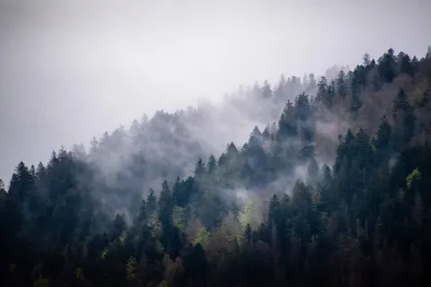 Sisli Koru 4K Duvar Kağıdı · minimal · 3840×2560