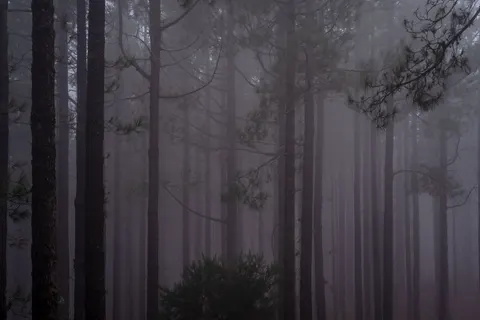 والپیپر جنگل مه‌گرفته با کیفیت 4K · minimal · 3840×2563