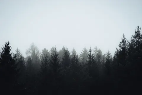 धुंध भरा जंगल 4K वॉलपेपर · minimal · 3840×2560