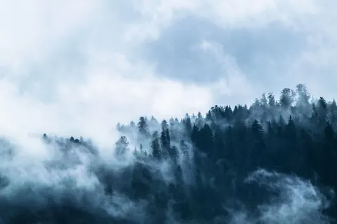 Sisli Koru 4K Duvar Kağıdı · minimal · 3840×2560