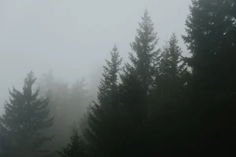 안개 낀 숲 4K 배경화면 · minimal · 3840×2560