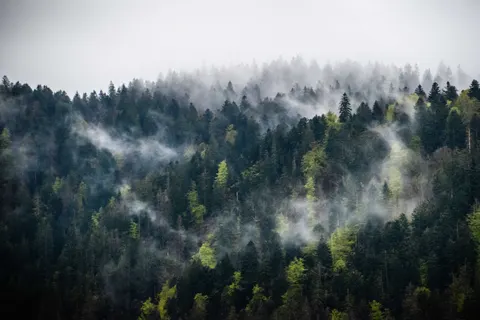 والپیپر جنگل مه‌گرفته با کیفیت 4K · minimal · 3840×2560