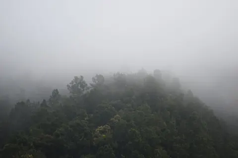 والپیپر جنگل مه‌گرفته با کیفیت 4K · minimal · 3840×2560