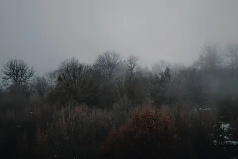 안개 낀 숲 4K 배경화면 · minimal · 3840×2560