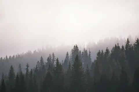 والپیپر جنگل مه‌گرفته با کیفیت 4K · minimal · 3840×2560