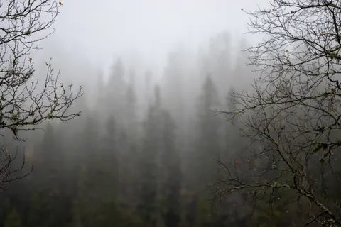 안개 낀 숲 4K 배경화면 · minimal · 3840×2560