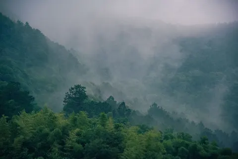 안개 낀 숲 4K 배경화면 · minimal · 3840×2563