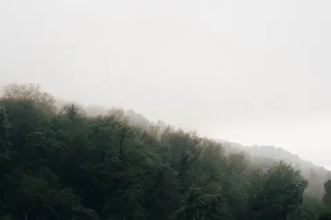 안개 낀 숲 4K 배경화면 · minimal · 3840×2555