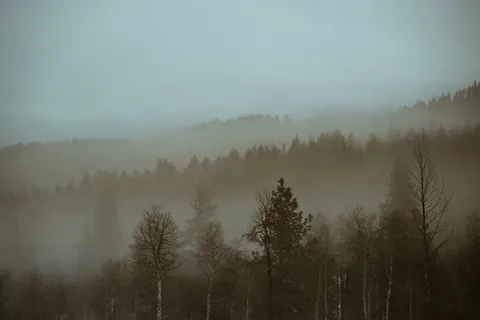 Sisli Koru 4K Duvar Kağıdı · minimal · 3840×2560