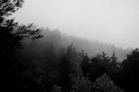 Sisli Koru 4K Duvar Kağıdı · minimal · 3840×2560