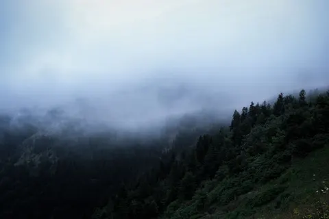 والپیپر جنگل مه‌گرفته با کیفیت 4K · minimal · 3840×2560