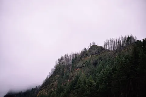 안개 낀 숲 4K 배경화면 · minimal · 3840×2555