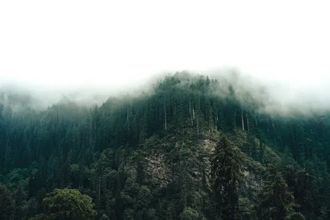 धुंध भरा जंगल 4K वॉलपेपर · minimal · 3840×2560