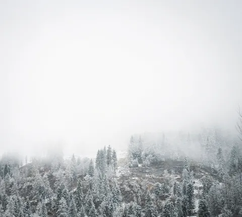 Sisli Koru 4K Duvar Kağıdı · minimal · 3840×3436
