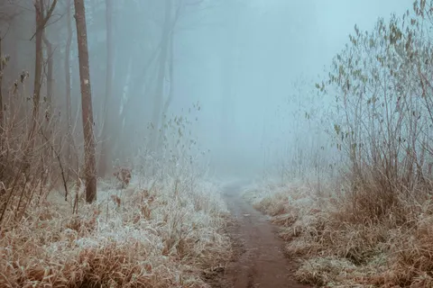 Foggy Forest 4K Wallpaper · nature · 3840×2560
