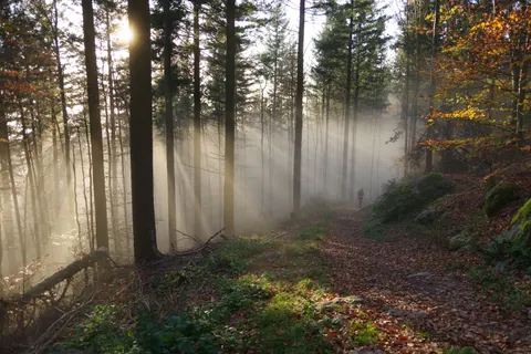 Foggy Forest 4K Wallpaper · nature · 3840×2560