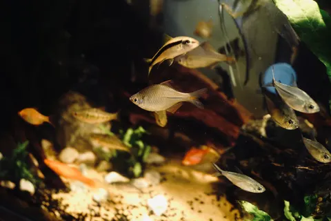 珊瑚礁 4K壁纸 · ocean · 3840×2560