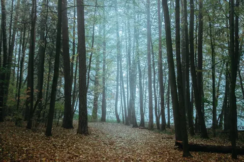 Foggy Forest 4K Wallpaper · nature · 3840×2560