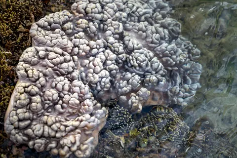 Fond d'écran Récif corallien 4K · ocean · 3840×2561