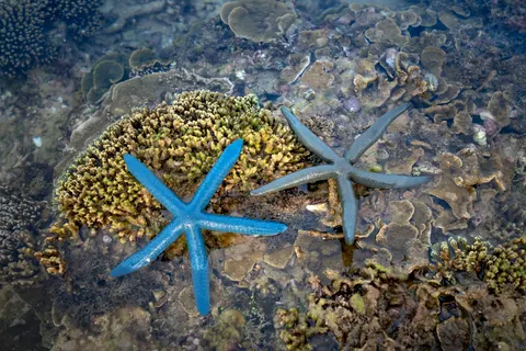 Fond d'écran Récif corallien 4K · ocean · 3840×2561