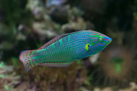 珊瑚礁 4K壁纸 · ocean · 3840×2560