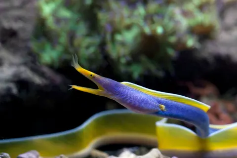 Fond d'écran Récif corallien 4K · ocean · 3840×2560