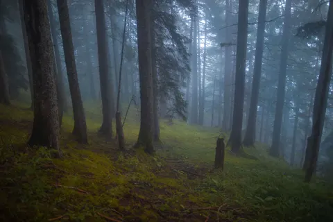 Foggy Forest 4K Wallpaper · nature · 3840×2560